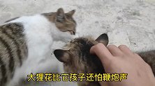 狸花猫被鞭炮声吓的到处躲藏
