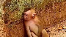 小伙瞬间给猴子来了一个暴击，狠狠的扇了一个耳光，猴子会怎样？