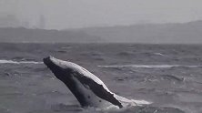 座头鲸宝宝炫技跃出海面 “翻江倒海”惊艳了一船游客