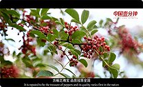 《中国一分钟》：汉源花椒