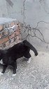 黑猫警长水画不错啊！