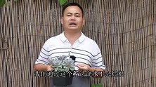 夏季多肉缺水，不要乱浇，教你一招