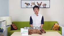 凶悍的哈士奇：见面就咬伤训犬师和2只狗，结局令人慨叹