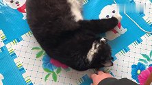 小猫在外待一宿回来，咋都叫不醒，已经是个废猫了