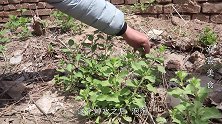 乡村地头没人要的枸杞叶，补血补气浑身是宝，看见赶紧摘回家吃