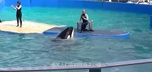 表演后不给奖励虎鲸怒了，在场万名观众要遭殃，镜头拍下全过程