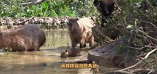 水豚VS猴子不料猴子请来救兵，水豚吓得连忙逃跑