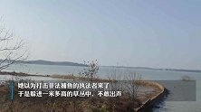 偷猎者把躲草丛非法捕鱼女当野猪误杀埋尸荒野