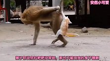 爆笑：猴哥你拉粑粑没带纸，那也不能用我的身子擦屁屁啊！