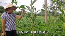 别把玉米须当边角料扔掉了，能卖70元1斤，用处很多