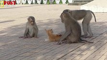 猴群第一次看见猫咪很好奇，东摸摸，西摸摸，猫咪崩溃了！