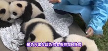 梅奶妈鼓励熊猫宝宝走路，刚劝到一半，另一位奶妈看不下去了