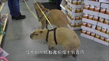 考拉大摇大摆走进超市，引来群众围观，还真没把自己当外人！
