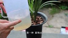 兰花浇水有技巧，这5种水要注意浇，容易黄叶干尖