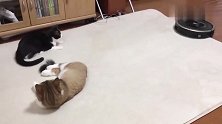 刚剪了发的大脸猫，被扫地机器人一直追随，一脸无奈：这娃太烦了