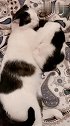 猫：养孩子还是一个好呀，省心！
