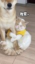 我可以撒娇嘛 我可以无理取闹嘛萌宠 柴犬 猫