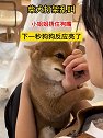 浙江杭州：柴犬打架乱叫，小姐姐捂住狗嘴