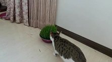 两个淘气的小猫把猫草打翻了，这回吃着方便了
