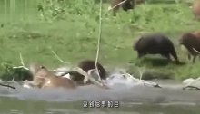 狗狗被8只水豚包围，不甘心被虐的狗狗，上岸后立马下水复仇！