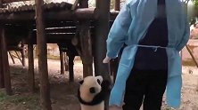熊猫：要不是看在瓶瓶奶的份上，今天说啥劳资都得越狱