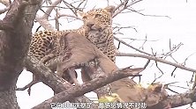 狮子爬到树上想抢花豹的食物，雄狮爬到一半就放弃了