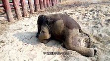 小象想独占沙堆，饲养员偏不让，接下来忍住不要笑