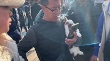 三只可爱西施犬，被无情的抱来抱去，主人说你别给我狗摔了