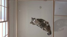 站在玻璃上方的猫咪，看这吓得脸色都变了的猫咪，真是好玩极了！