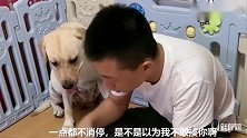 主人嫌泰迪太吵，要把小狗下锅，拉布拉多的举动暖心了