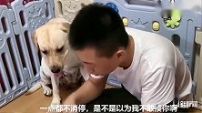 主人嫌泰迪太吵，要把小狗下锅，拉布拉多的举动暖心了