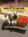 河南郑州：拾荒大叔收养一群流浪猫，拍摄者：有个伴，也能治愈他