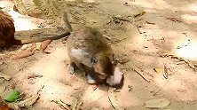 成年猴暴力虐待小猴，小猴被虐得太惨了，小猴颈部都差点断了！
