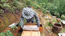 不好移虫如何批量育王？养蜂人教你个最简单的方法，一分钟学会
