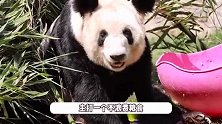 熊猫丫丫竹林里炫饭，耍笋姿势完全拿捏，悠闲晒太阳肚子圆溜溜