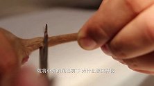 狗尾巴“一剪没”，全程哀嚎不断，为什么要下此毒手？