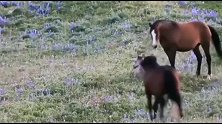 刚出生的小马驹遭到攻击，母马全力以赴保护自己的孩子