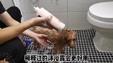 宠物美容师教你如何在家给狗狗洗头，狗狗不反抗，乖乖配合