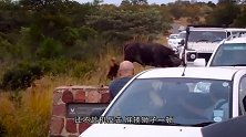 野牛任凭狮子撕咬，究竟是视死如归，还是有恃无恐