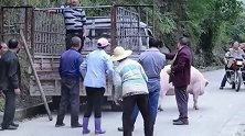 这只猪真的是太厉害了，几个农村小伙竟然都按不住它。