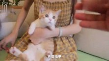 小橘猫喵生首次剪指甲，吓到眯眼睛，结果睡着了统统剪光！