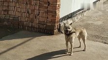 没人管的狗偷跑出来，特像一条狼，到处乱窜