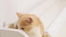 新来的短腿小猫咪，蹦蹦跳跳憨态可掬，简直可爱到爆！激萌奖金