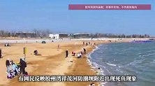 青岛胶州湾岸边现大量死鱼，市民怀疑为蚬蛏养殖户投药所致，官方通报