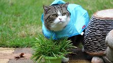 披着雨衣蹲草丛的猫咪，看这凶巴巴的眼神，你咋这么凶呢