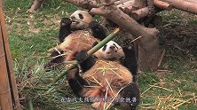 为啥熊猫咬人后会绝食？因为内疚吗？饲养员告诉你原因