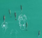 英国摄影师用无人机拍到一群海豚在海岸附近跳跃嬉戏