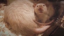 躺在鼠妈妈怀里的小花枝鼠，目不转睛的看着我，太暖心了