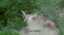 身残志坚！这是我见过最勇敢的角马，用3条腿大战4头猎豹！