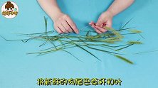 活了30年才知道，狗尾巴草还有这么棒的用途，早知早受益